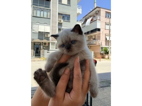2 aylık dişi british shorthair