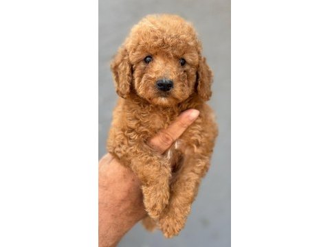 Standart poodle çok şeker yavrularım 