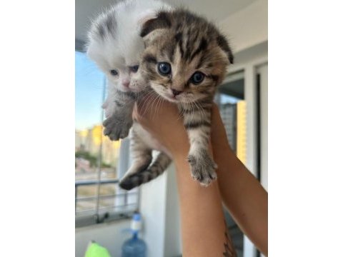 Maviş gözlü oyuncu ve çok akıllı scottish fold