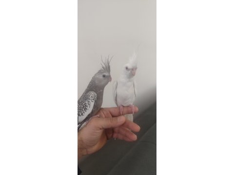Özenle bakılmış bir çift sultan papağanı