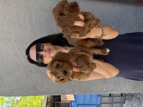 Maltipoo yavrularım sağlık ve ırk garantilidir