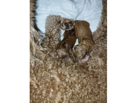 Şecereli toy poodle anneden yavrular
