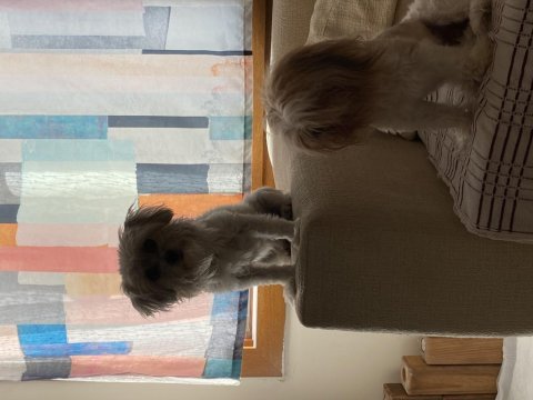 Morkie dişi