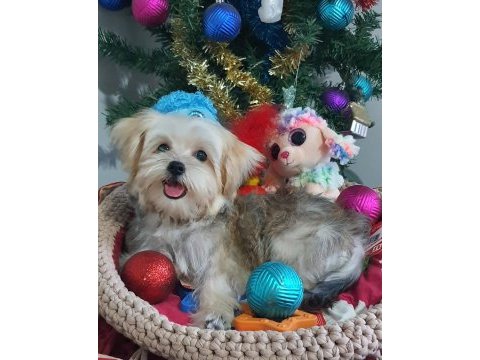 Kore kanı teacup morkie yavrularımız