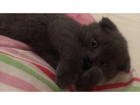 2,5 aylık bebek scottish fold