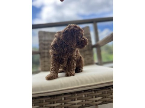 Toy poodle kore