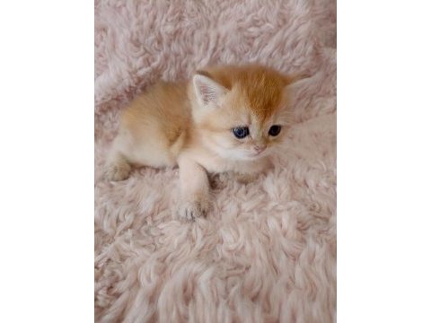 Golden british shorthair bebekler