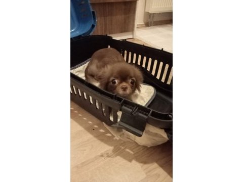 Çikolata chihuahua