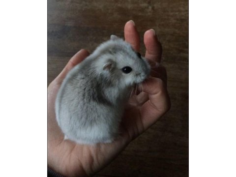 Hamster-gonzales yavrularımız heryere gönderim