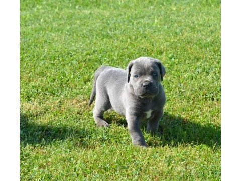 Premium cane corso yavruları