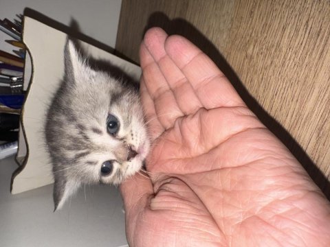 Minnoş bir dost kedi arıyorsan o burada