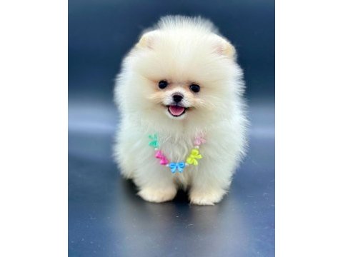 Safkan pomeranian boo bebekler