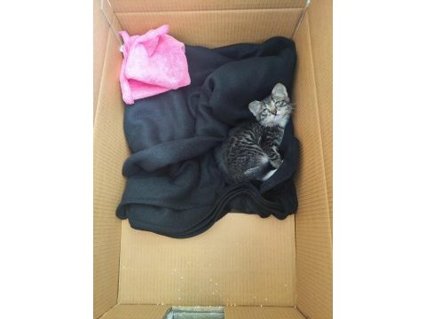 Antalya merkez annesi yok yyavru tekir kedi