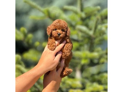 Pofuduk poodle yavrularım