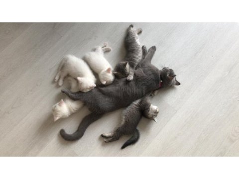 55 günlük yavrular british shorthair