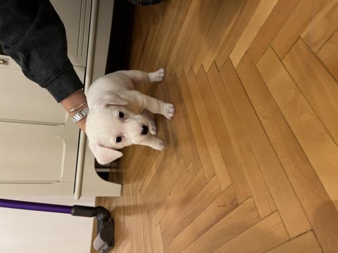 5 adet yavru köpeğimizi sahiplendiriyoruz