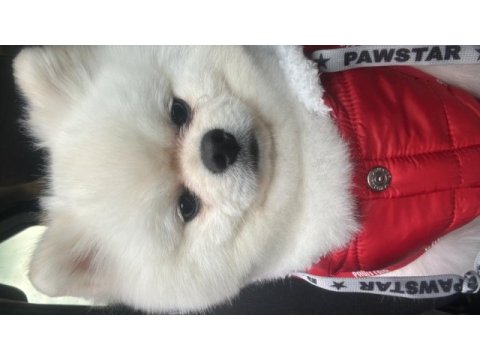 13 aylık pomeranian