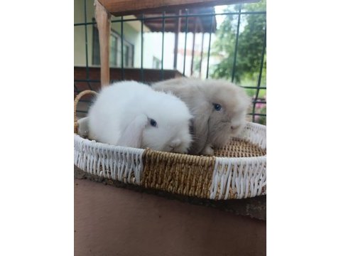 Hollanda teddy lop 1+1 takım tavşanlar
