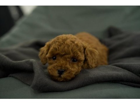 Toy poodle bebekleri