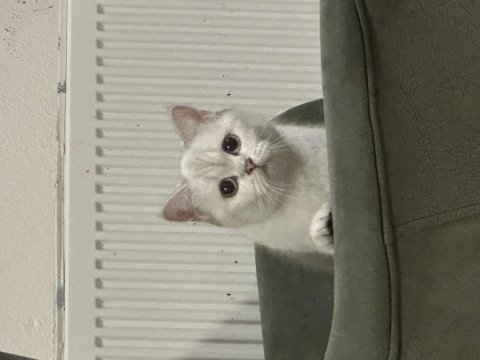 Dişi safkan ny british shorthair