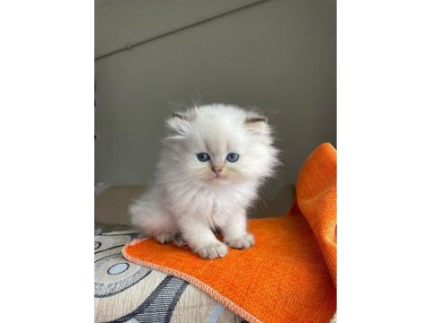 Prenses insan canlısı british longhair