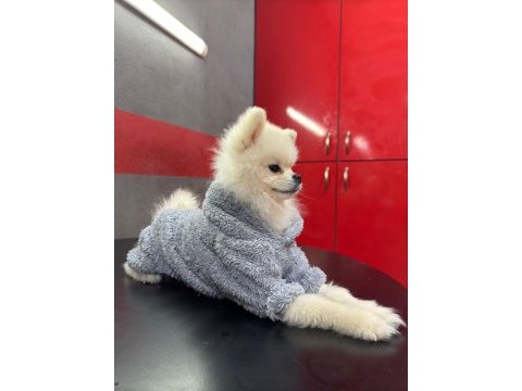 Çok uygun orijinal ayı surat 1 yaşında erkek pomeranian