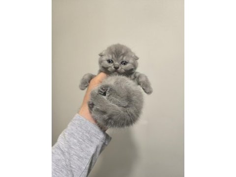 Scottish fold yavrular