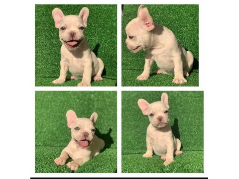 French bulldog platinyum yeşil gözlü karma ve ic diş parazit