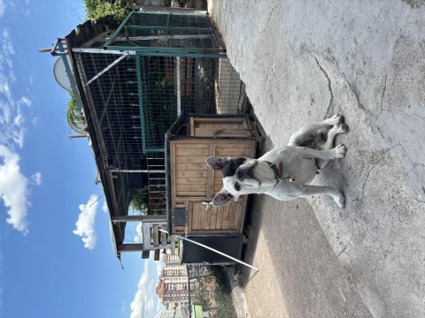 Orjinal french bulldog