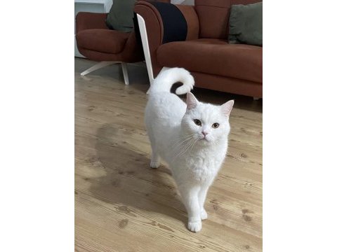 British shorthair erkek kısır
