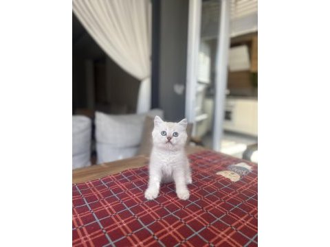 Brıtısh shorthair ayı surat yavrularım 