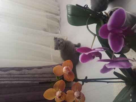 Orjinal scottish fold yavru isteyenler son kalan yavrular
