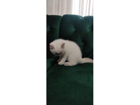 Sahibinden 55 günlük british shorthair