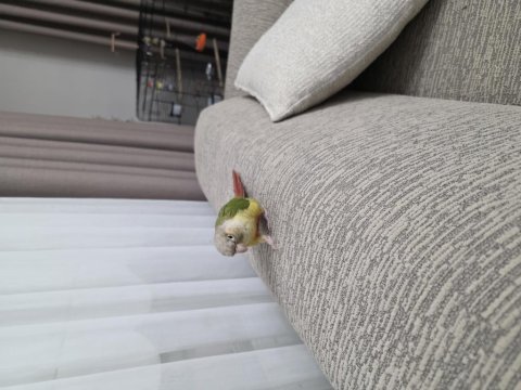 El besleme 8 aylık pineapple konur papağanı
