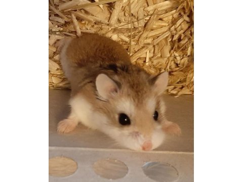 Hamster gonzales yavrular heryere gönderim