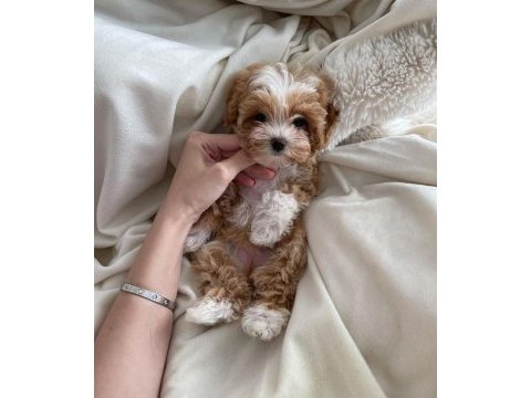Üst düzey maltipoo yavrularımız