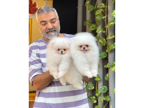 Orjinal pomeranian boo