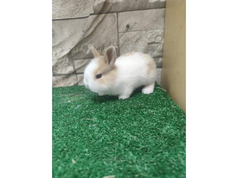 Aslanbaş tavşan yavruları istanbul içi teslim