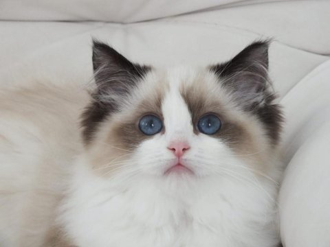 Full şecereli ragdoll yavruları