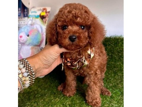 Sevimli toy poodle yavrularımız