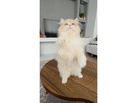 British longhair kedilerim