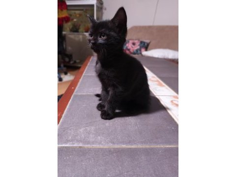 2 aylık british ve bombay kırması 5 adet yavru kedimiz