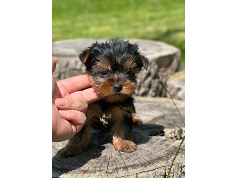 Yorki mini boy erkek 2 aylık
