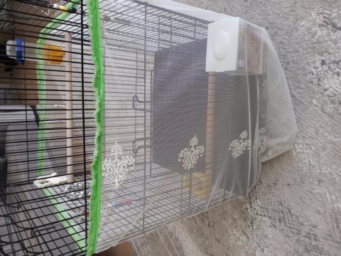 1 yaşında sultan papağanı
