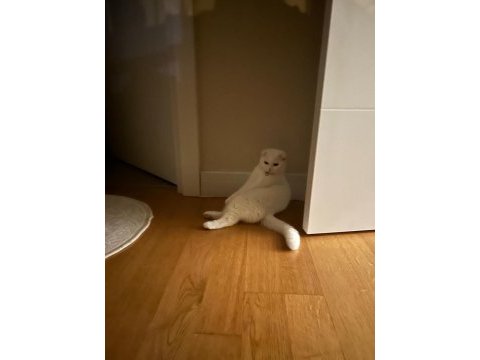 3 yaşında kısır çipli kedimiz