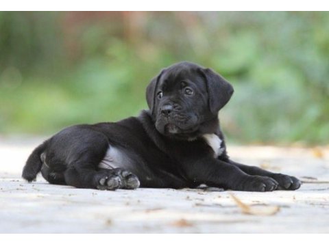 Irk ve sağlık garantili cane corso yavrularım