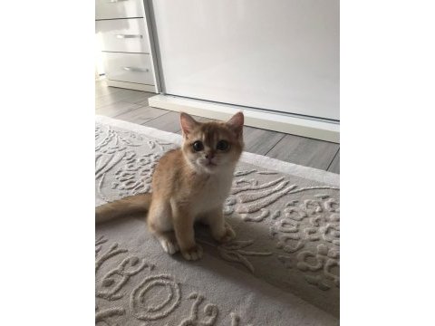 4 aylık british shorthair sahiplendirme