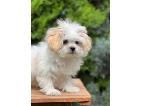 Çiçek gibi morkie oğlumuz