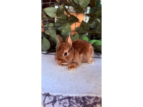 Hollanda lop ve cüce tavşanlar