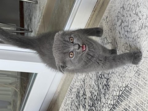Scottish fold kedim 2,5 aylık